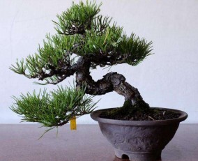 客廳隔斷壞風水 屏風盆栽大用處